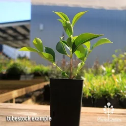 Acmena Sublime -Cheap The Aussie Garden Store apo sublime tubestock smaller