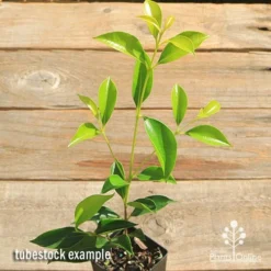 Acmena Sublime -Cheap The Aussie Garden Store apo sublime tubestock top