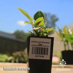 Anthurium Success Red -Cheap The Aussie Garden Store apo success red anthurium tubestock small