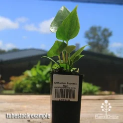 Anthurium Success Red -Cheap The Aussie Garden Store apo success red tubestock