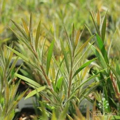 Callistemon Summer Days™ -Cheap The Aussie Garden Store apo summer days callistemon foliage