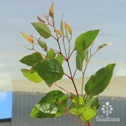 Eucalyptus Summer Scentsation - Flowering Gum -Cheap The Aussie Garden Store apo summer scentsation foliage