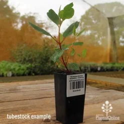 Eucalyptus Summer Scentsation - Flowering Gum -Cheap The Aussie Garden Store apo summer scentsation gum tubestock