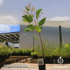 Eucalyptus Summer Scentsation - Flowering Gum -Cheap The Aussie Garden Store apo summer scentsation tubestock 1