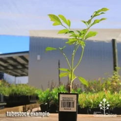 Radermachera Summerscent -Cheap The Aussie Garden Store apo summerscent tubestock