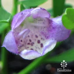Eremophila Summertime Blue - Emu Bush 15 Eremophila Summertime Blue - Emu Bush -Cheap The Aussie Garden Store apo summertime blue eremophila flower macro