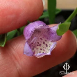 Eremophila Summertime Blue - Emu Bush 13 Eremophila Summertime Blue - Emu Bush -Cheap The Aussie Garden Store apo summertime blue eremophila flower size