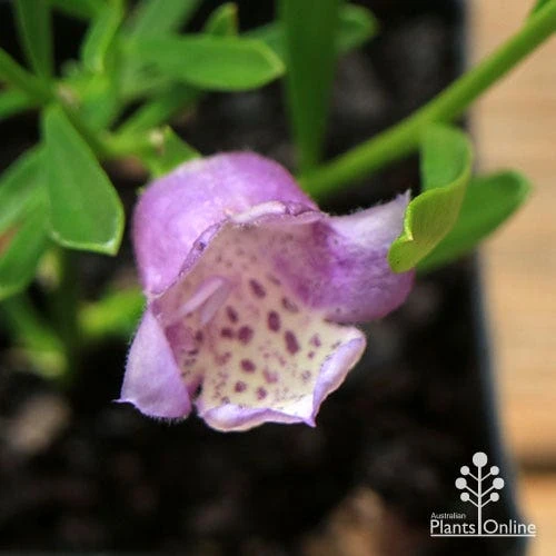 Eremophila Summertime Blue - Emu Bush 1 Eremophila Summertime Blue - Emu Bush