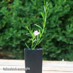 Eremophila Summertime Blue - Emu Bush 14 Eremophila Summertime Blue - Emu Bush -Cheap The Aussie Garden Store apo summertime blue eremophila tubestock