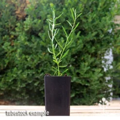 Eremophila Summertime Blue - Emu Bush 10 Eremophila Summertime Blue - Emu Bush -Cheap The Aussie Garden Store apo summertime blue eremophila tubestock2