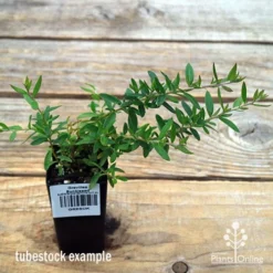 Grevillea Sunkissed -Cheap The Aussie Garden Store apo sunkissed tubestock