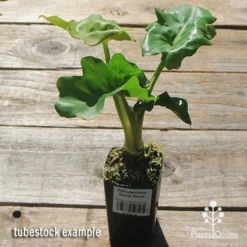 Philodendron Super Atom 25 Philodendron Super Atom -Cheap The Aussie Garden Store apo super atom tubestock chunky top 1