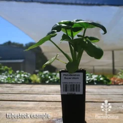 Philodendron Super Atom 21 Philodendron Super Atom -Cheap The Aussie Garden Store apo super atom tubestock nursery