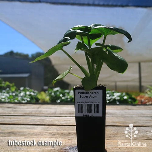 Philodendron Super Atom 9 Philodendron Super Atom - Image 9