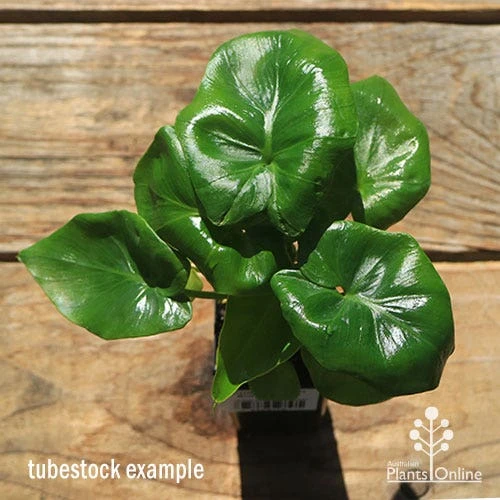 Philodendron Super Atom 1 Philodendron Super Atom