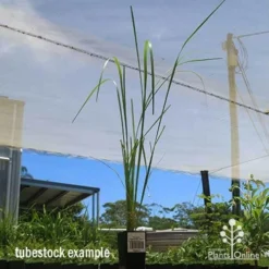 Pennisetum Alopecuroides - Swamp Fountain Grass -Cheap The Aussie Garden Store apo swamp grass tubestock tall
