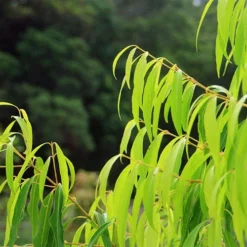 Waterhousea Sweeper - Weeping Lilly Pilly -Cheap The Aussie Garden Store apo sweeper foliage