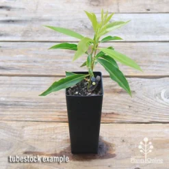 Waterhousea Sweeper - Weeping Lilly Pilly -Cheap The Aussie Garden Store apo sweeper tubetock