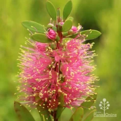 Callistemon Sweet Burst -Cheap The Aussie Garden Store apo sweet burst callistemon flower