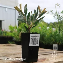 Callistemon Sweet Burst -Cheap The Aussie Garden Store apo sweet burst callistemon tubestock