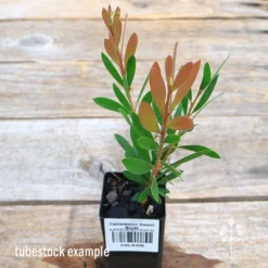 Callistemon Sweet Burst -Cheap The Aussie Garden Store apo sweet burst callistemon tubestock colour