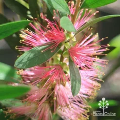Callistemon Sweet Burst -Cheap The Aussie Garden Store apo sweet burst flower ant