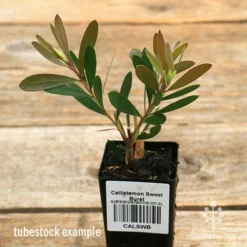 Callistemon Sweet Burst -Cheap The Aussie Garden Store apo sweet burst tubestock