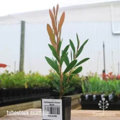 Callistemon Sweet Burst -Cheap The Aussie Garden Store apo sweet burst tubestock colour