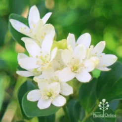 Murraya Sweet Privacy -Cheap The Aussie Garden Store apo sweet privacy flowers