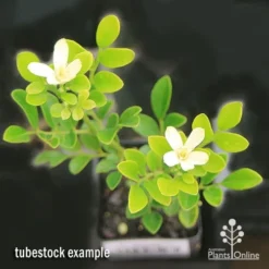 Murraya Sweet Privacy -Cheap The Aussie Garden Store apo sweet privacy isolated