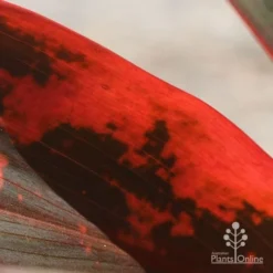 Cordyline Fruticosa Tangelo -Cheap The Aussie Garden Store apo tangelo closeup