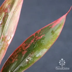 Cordyline Fruticosa Tangelo -Cheap The Aussie Garden Store apo tangelo leaf
