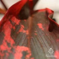 Cordyline Fruticosa Tangelo -Cheap The Aussie Garden Store apo tangelo leaf close