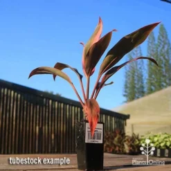 Cordyline Fruticosa Tangelo -Cheap The Aussie Garden Store apo tangelo tubestock blue sky