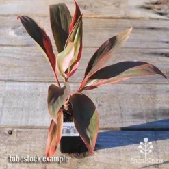 Cordyline Fruticosa Tangelo -Cheap The Aussie Garden Store apo tangelo tubestock top