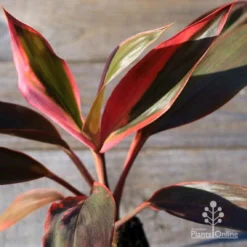 Cordyline Fruticosa Tangelo -Cheap The Aussie Garden Store apo tangelo tubestock2