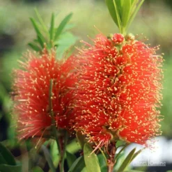 Callistemon Tangerine Dream 16 Callistemon Tangerine Dream -Cheap The Aussie Garden Store apo tangerine dream callistemon