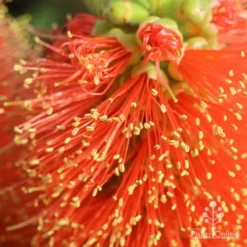 Callistemon Tangerine Dream 13 Callistemon Tangerine Dream -Cheap The Aussie Garden Store apo tangerine dream superclose