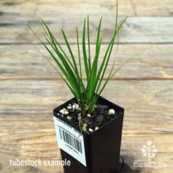 Lomandra Tanika -Cheap The Aussie Garden Store apo tanika tubestock