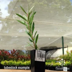 Callistemon Taree Pink 10 Callistemon Taree Pink -Cheap The Aussie Garden Store apo taree pink tubestock