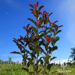 Photinia Thin Red -Cheap The Aussie Garden Store apo thin red habit blue sky