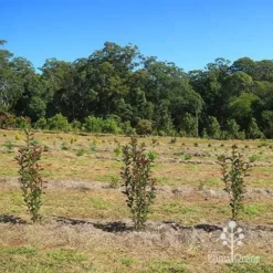 Photinia Thin Red -Cheap The Aussie Garden Store apo thin red nursery hedge 2