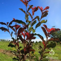 Photinia Thin Red -Cheap The Aussie Garden Store apo thin red nursery planting
