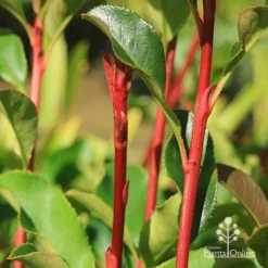 Photinia Thin Red -Cheap The Aussie Garden Store apo thin red red stems 2