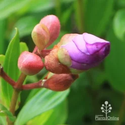 Tibouchina Allure -Cheap The Aussie Garden Store apo tibouchina allure bud