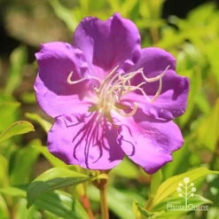 Tibouchina Allure -Cheap The Aussie Garden Store apo tibouchina allure flower2