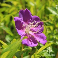 Tibouchina Allure -Cheap The Aussie Garden Store apo tibouchina allure flower 1