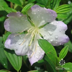 Tibouchina Chameleon 21 Tibouchina Chameleon -Cheap The Aussie Garden Store apo tibouchina chameleon flower