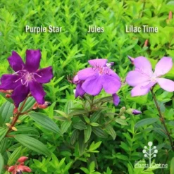 Tibouchina Purple Star -Cheap The Aussie Garden Store apo tibouchina compare 2