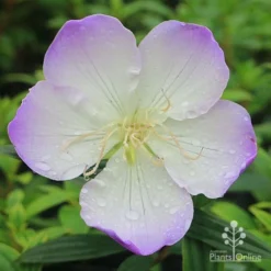 Tibouchina Illusion -Cheap The Aussie Garden Store apo tibouchina illusion flower perfect